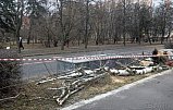 В результате шторма в Зеленограде оказались повалены деревья