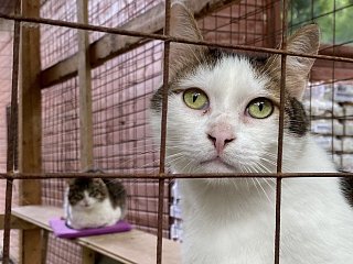 В Единой России Солнечногорска проводится сбор кормов для животных