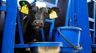 Жителям Подмосковья напомнил о бирковании сельскохозяйственных животных