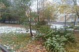 Шесть деревьев было повалено в Зеленограде в результате непогоды