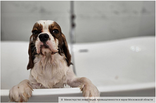Производство косметики для кошек и собак запустят в Солнечногорске