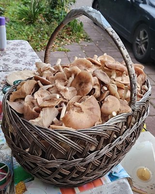 Первые опята