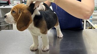 Солнечногорцам рассказали, какие опасности для животных несут новогодние праздники