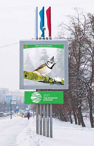 Зеленый год в зеленом округе