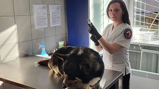 В Подмосковье бесплатно вакцинируют собак и кошек от бешенства