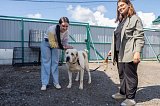 Репортаж из приюта «Мокрый нос» в преддверии Дня бездомных животных