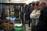 Восемь питомцев приюта «Зеленоград» нашли новый дом благодаря выставке-пристройству