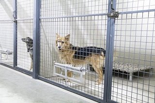 Фонд помощи бездомным животным «Ника» собирает средства на стерилизацию