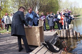 Лебеди вернулись после зимовки в 1-й мкрн Зеленограда