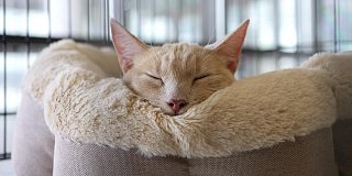 Выставка-пристройство животных из приютов «Ищу друга» пройдет в Зеленограде