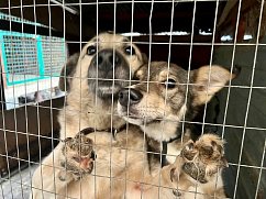 В Солнечногорске стартовала акция «Лучший друг»