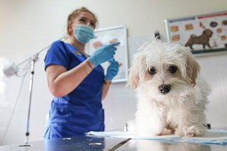 До середины октября в Зеленограде проходит вакцинация животных против бешенства