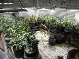 Полицейские в Солнечногорске задержали подозреваемую в выращивании конопли