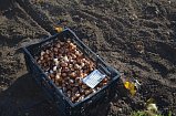 В преддверии зимы на клумбах и цветниках Зеленограда высадят луковичные