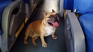 Жителям Подмосковья напомнили о правилах перевозки домашних животных в автобусах
