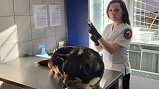 В Подмосковье бесплатно вакцинируют собак и кошек от бешенства
